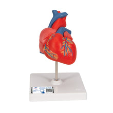 Load image into Gallery viewer, Model clasic de inimă umană, în 2 părți - 3B Smart Anatomy