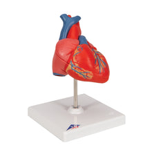 Load image into Gallery viewer, Model clasic de inimă umană, în 2 părți - 3B Smart Anatomy