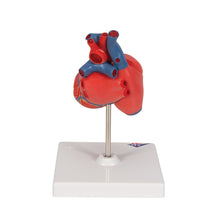 Load image into Gallery viewer, Model clasic de inimă umană, în 2 părți - 3B Smart Anatomy