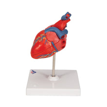 Load image into Gallery viewer, Model clasic de inimă umană, în 2 părți - 3B Smart Anatomy