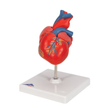 Load image into Gallery viewer, Model clasic de inimă umană, în 2 părți - 3B Smart Anatomy