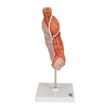Load image into Gallery viewer, Model de stomac uman cu bandă gastrică, 2 părţi - 3B Smart Anatomy