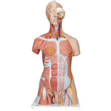 Load image into Gallery viewer, Model de tors muscular uman dublu sex, 31 componente - 3B Smart Anatomy