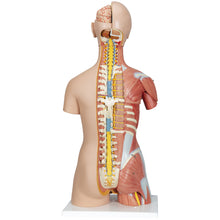 Load image into Gallery viewer, Model de tors muscular uman dublu sex, 31 componente - 3B Smart Anatomy