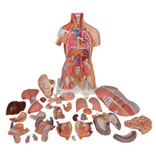 Load image into Gallery viewer, Model de tors muscular uman dublu sex, 31 componente - 3B Smart Anatomy