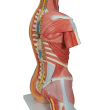 Load image into Gallery viewer, Model de tors muscular uman dublu sex, 31 componente - 3B Smart Anatomy