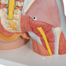 Load image into Gallery viewer, Model de tors muscular uman dublu sex, 31 componente - 3B Smart Anatomy