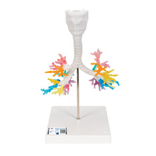 Load image into Gallery viewer, Model de arbore bronşic CT cu laringe - 3B Smart Anatomy