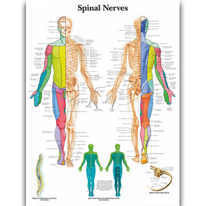 Poster "Nervii spinali"
