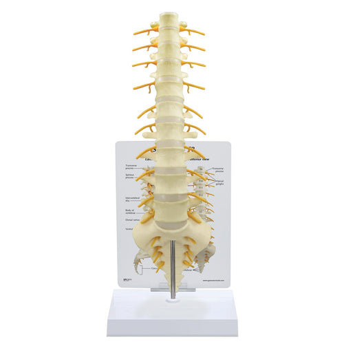 Model sacrum -T8 Spine