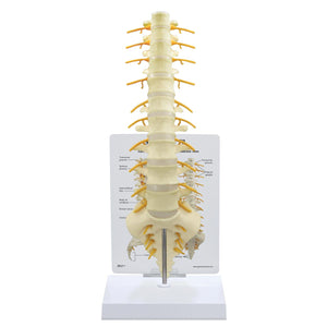 Model sacrum -T8 Spine