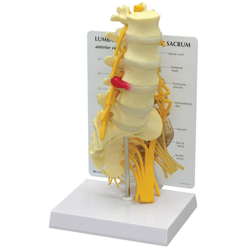 Model 5 piese vertebre cu sacrum