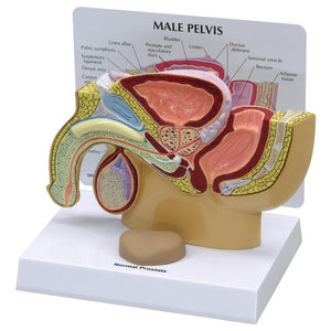 Model pelvis masculin cu prostată