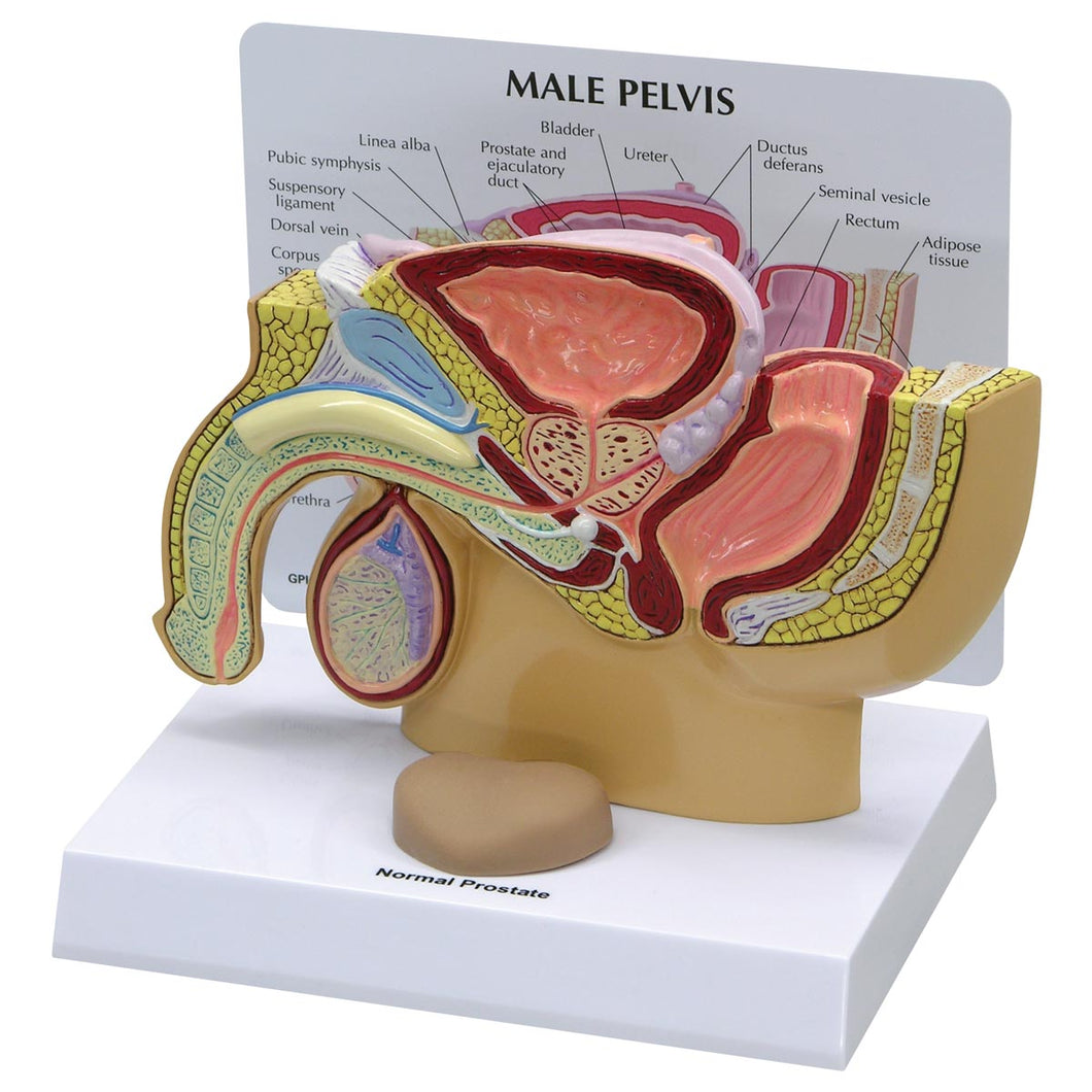 Model pelvis masculin cu prostată