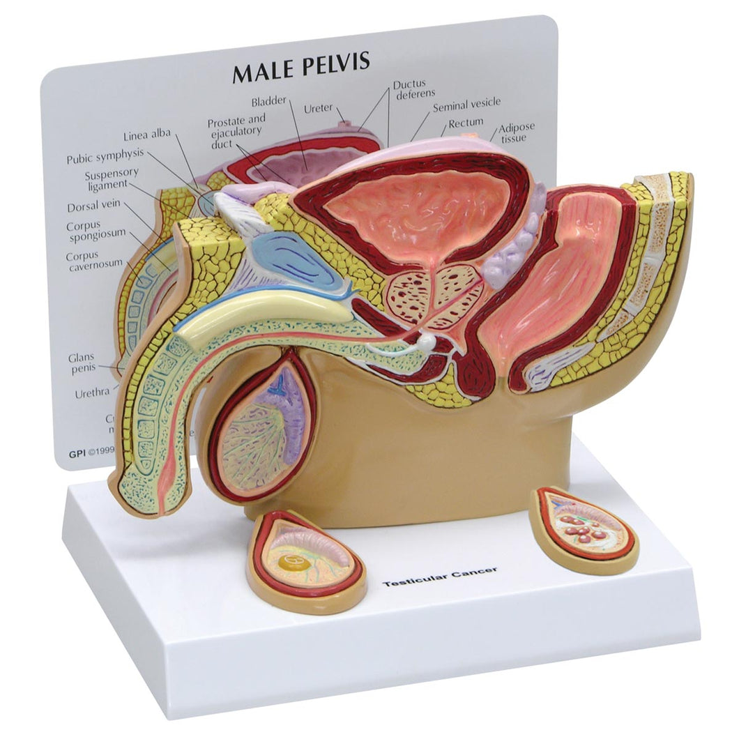 Model de pelvis masculin cu testicule