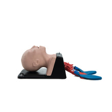 Load image into Gallery viewer, AirSim Child Bronchi X – manechin pediatric pentru gestionarea cailor respiratorii si instruire avansata in intubatie, traheostomie și bronhoscopie