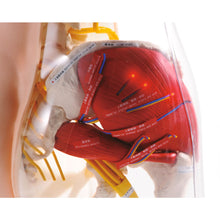 Load image into Gallery viewer, Model de fese pentru injectii intramusculare, tip 2, 2-in-1