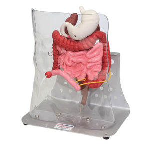 Model avansat Otto Ostomy™