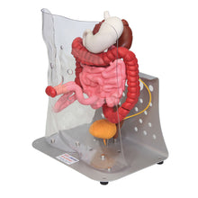 Load image into Gallery viewer, Model avansat Otto Ostomy™