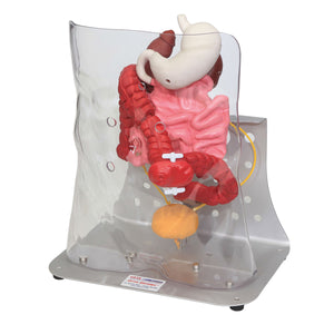 Model avansat Otto Ostomy™