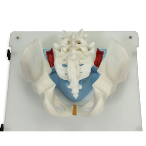 Simulator Bonnie Bone Marrow Biopsie