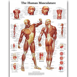Poster "Sistemul muscular"