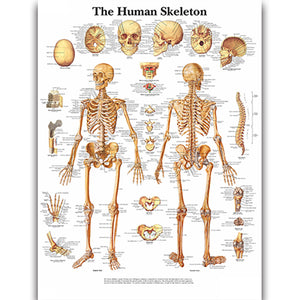 Poster "Sistemul osos"