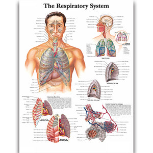 Poster "Sistemul respirator"