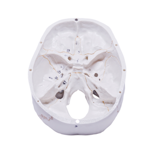 Rent-to-learn Model pedagogic craniu uman