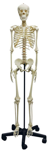 Schelet adolescent
