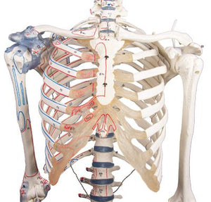 Scheletul „Bert” cu marcaje musculare şi ligamente