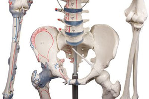 Scheletul „Bert” cu marcaje musculare şi ligamente