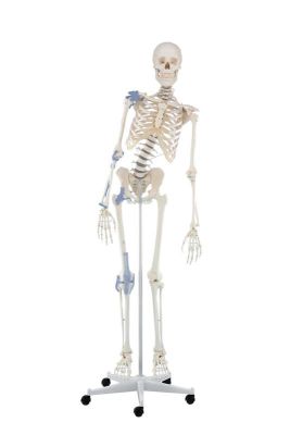 Schelet „Toni” cu coloană vertebrală şi ligamente mobile