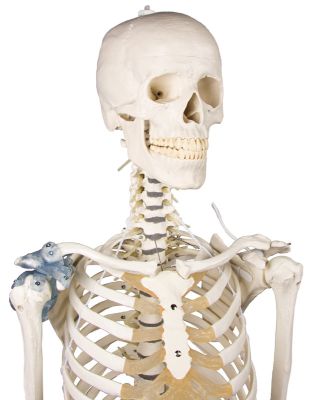 Schelet Loading Schelet „Toni” cu coloană vertebrală şi ligamente mobile – ANATOMIKA