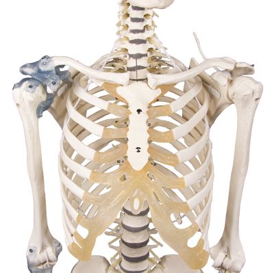 Schelet Loading Schelet „Toni” cu coloană vertebrală şi ligamente mobile – ANATOMIKA