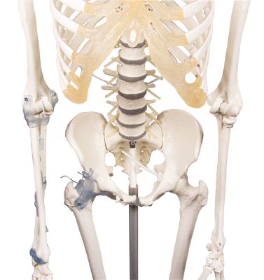 Schelet Loading Schelet „Toni” cu coloană vertebrală şi ligamente mobile – ANATOMIKA