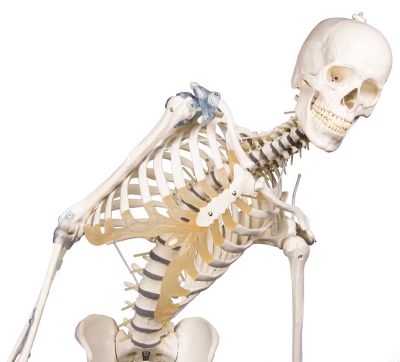 Schelet Loading Schelet „Toni” cu coloană vertebrală şi ligamente mobile – ANATOMIKA
