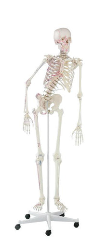 Schelet „Peter” cu coloană vertebrală mobilă şi semne musculare