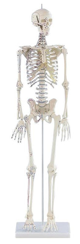 Schelet în miniatură „Daniel” cu semne musculare