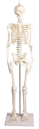 Schelet în miniatură „Paul”, cu coloana vertebrală mobilă
