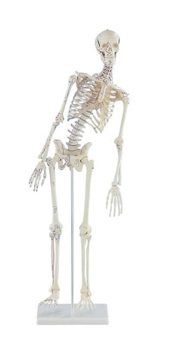 Schelet în miniatură „Fred” cu coloana vertebrală mobilă şi semne musculare