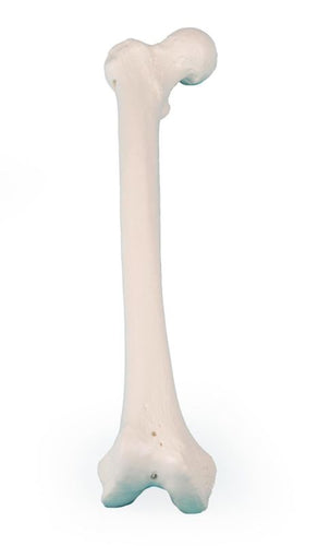 Model femur