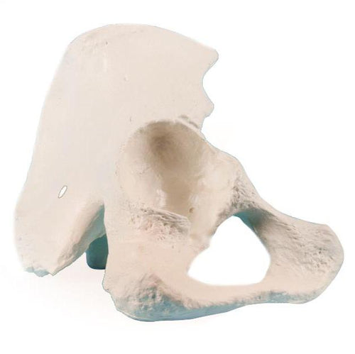 Model jumătate de pelvis