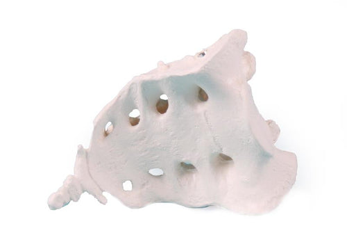 Model sacrum cu coccis