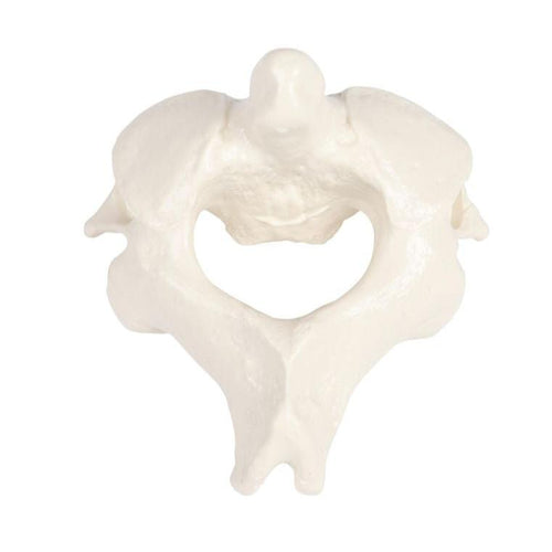 Vertebre, individuale (C1 până la L5)