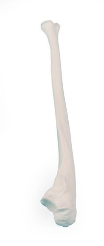 Ulna