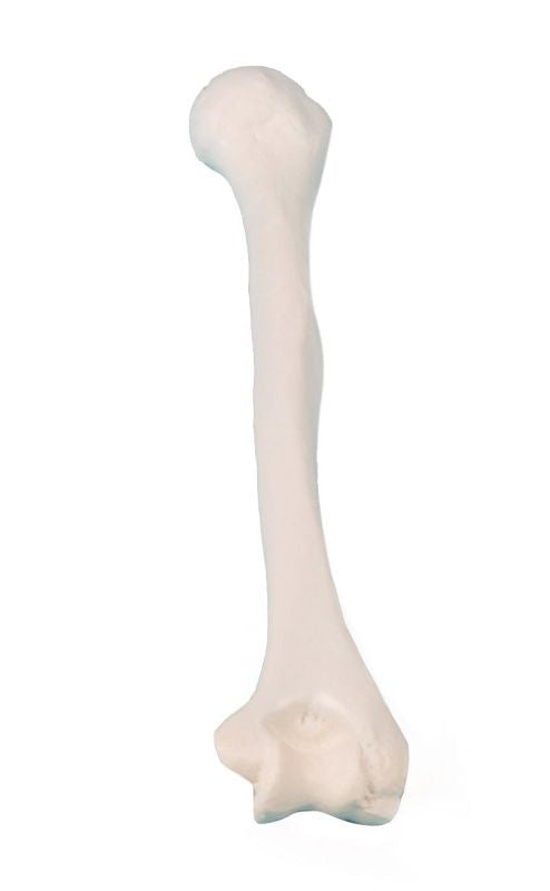 Humerus (partea superioară a braţului)