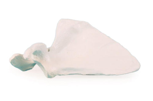 Scapula (omoplat)