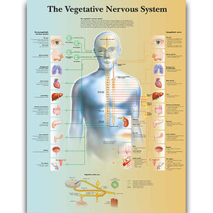Poster "Sistemul nervos vegetativ"