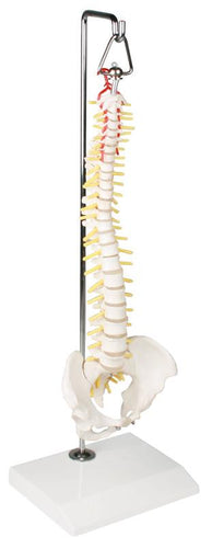 Coloană spinală miniaturală pe suport suspendat
